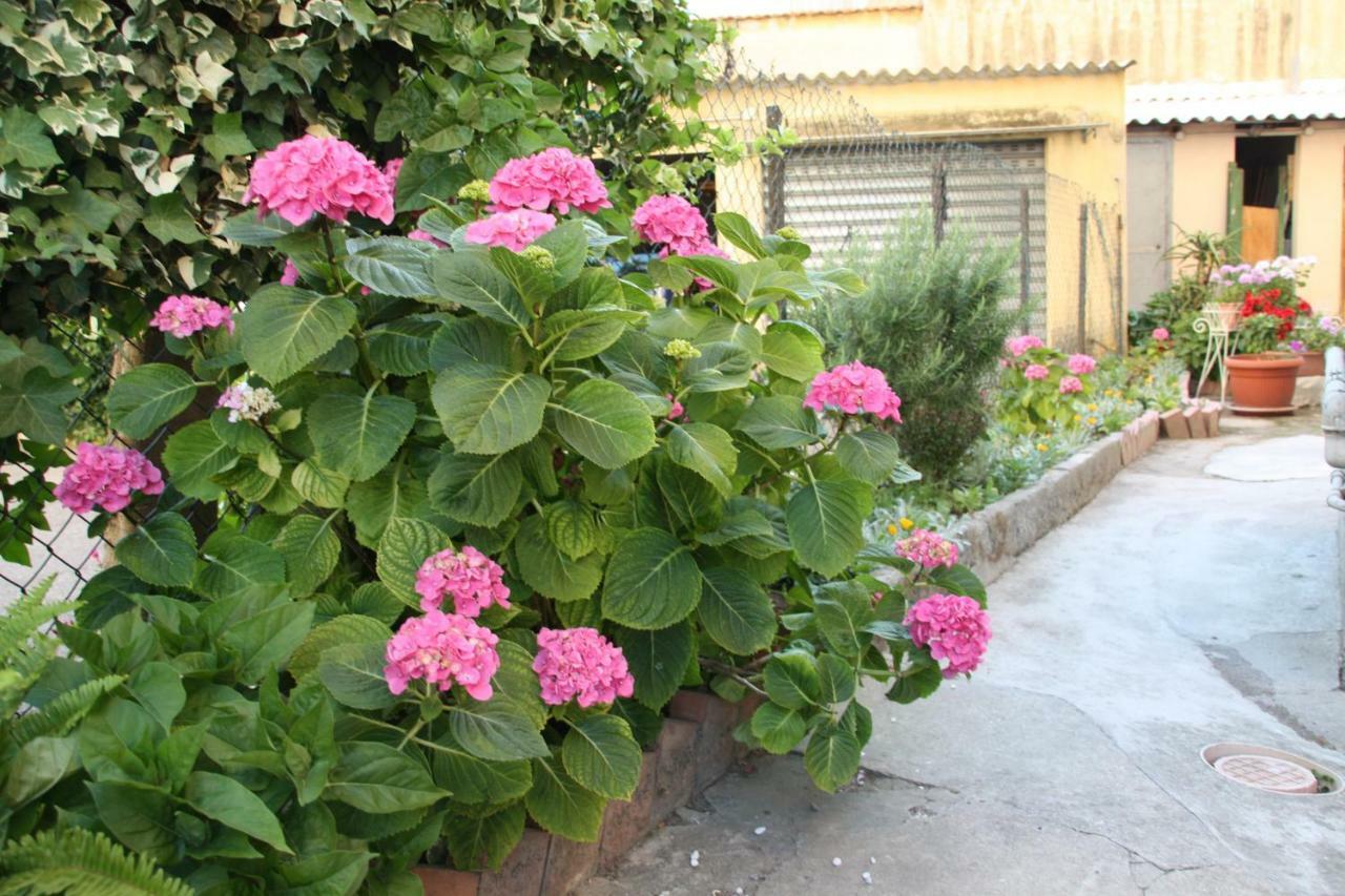 Pisa Town Bed & Breakfast Eksteriør bilde